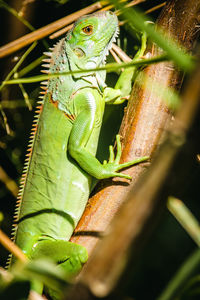 Close-up of lizard