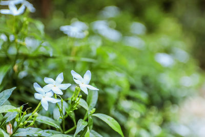 Close-up of white flowering plant