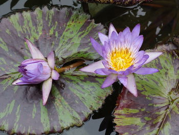 Close-up of lotus water lily in lake