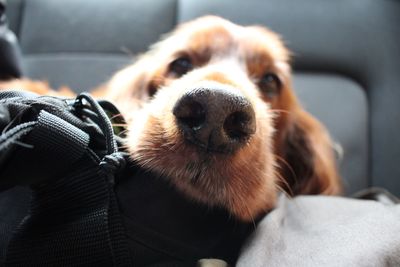 Close-up portrait of dog at home