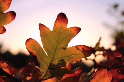 Close-up of maple leaves against sky during sunset