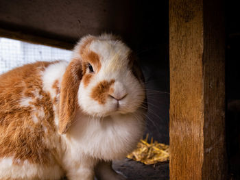 Speckled rabbit sits under the roof in the open air