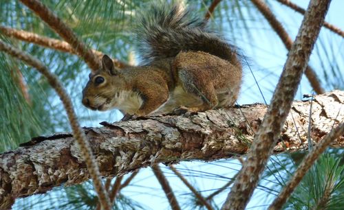 Low angle view of squirrel on tree