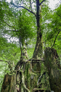 Trees in forest