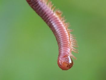 Close-up of caterpillar on leaf