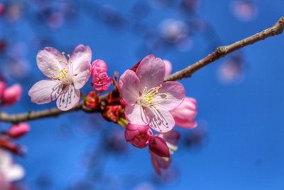 Close-up of pink flowers against sky