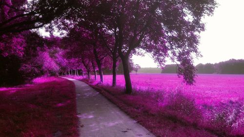 Street amidst trees on landscape against sky