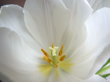 Macro shot of white flower