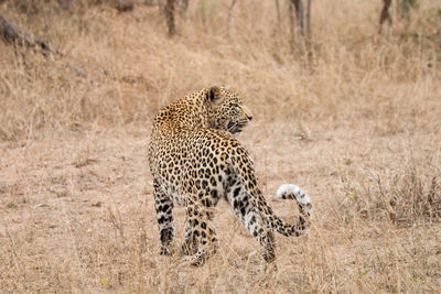 Leopard walking on grassy field