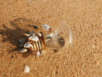 Shells on sandy beach