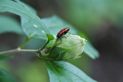 Close-up of ladybug on leaf