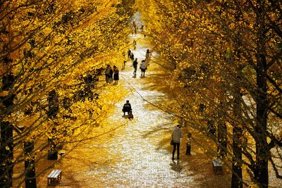 People walking with dog in autumn