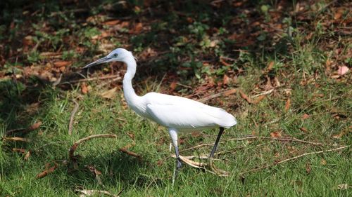 Close-up of white heron standing on field
