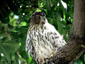 Close-up of bird perching on tree