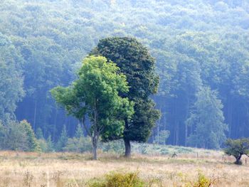 Trees on field in forest