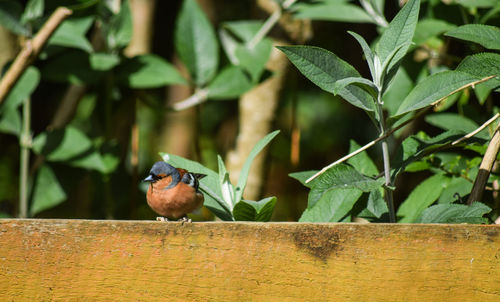Close-up of bird perching on wood
