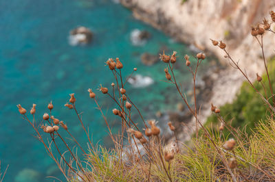 Yellow plants with turquoise sea blurred in the background, zakynthos island, greece