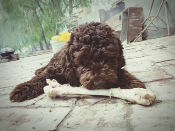 Close-up of dog on flower