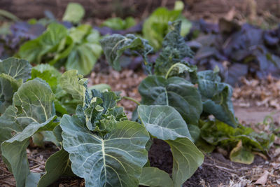 Close-up of small cabbage plants in the organic garden