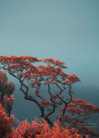 Low angle view of trees against clear sky