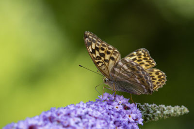 Close-up of butterfly pollinating on purple flower