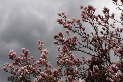 Low angle view of pink flowers blooming on tree against sky