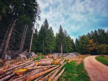 Stack of logs in forest against sky