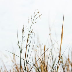 Close-up of plants on field against sky