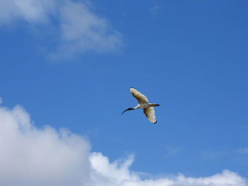 Low angle view of seagull flying in sky