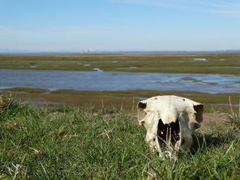 Animal skull at beach against sky