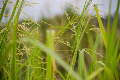 Close-up of crops growing on field