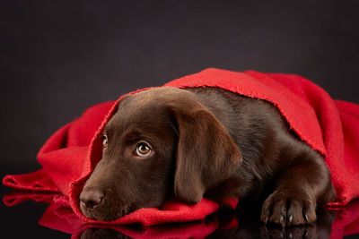 Close-up of puppy