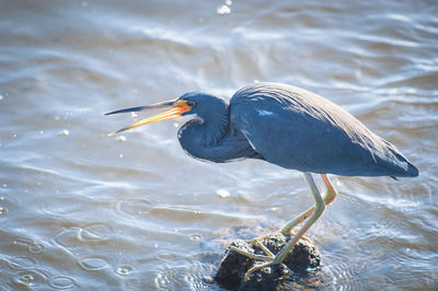 High angle view of heron in lake