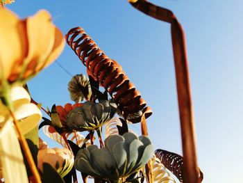 Low angle view of flowering plant against clear sky