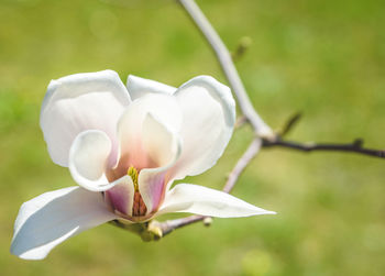 Close-up of flower against blurred background