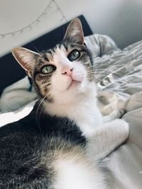 Close-up portrait of cat relaxing on bed at home