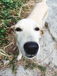 High angle portrait of dog standing on field