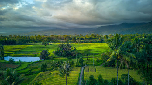 Beautiful morning view indonesia panorama landscape paddy fields 