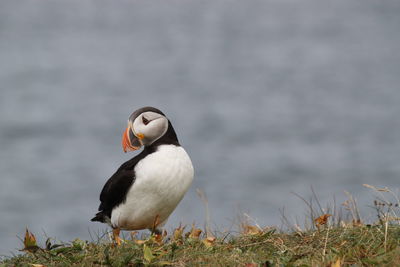 Up close and personal with the puffins in elliston, newfoundland. friday, 12 august 2022.