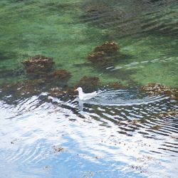 Ducks swimming in water