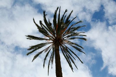 Low angle view of palm tree against sky