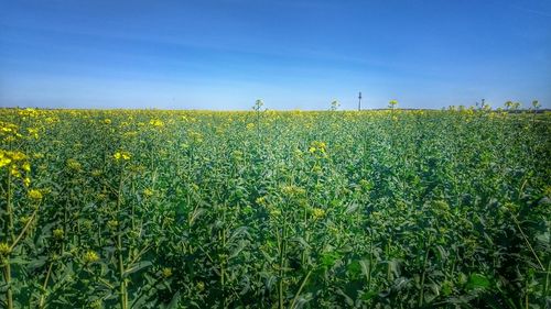 Scenic view of field against clear sky