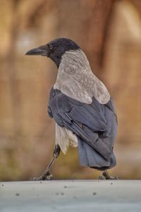 bird