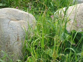 Plants on grass