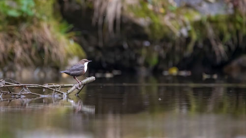 Bird perching on a lake