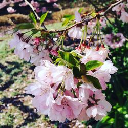 Close-up of flowers on branch