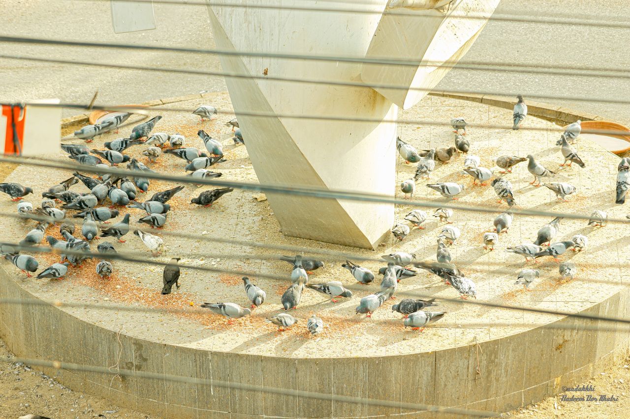 animal, animal themes, group of animals, animal wildlife, large group of animals, animals in the wild, vertebrate, bird, sunlight, high angle view, day, architecture, no people, nature, built structure, pigeon, mammal, perching, metal, wall - building feature, flock of birds