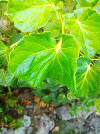 Close-up of leaves