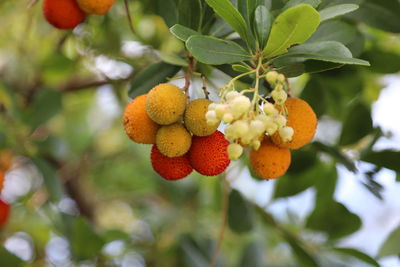 Low angle view of fruits on tree