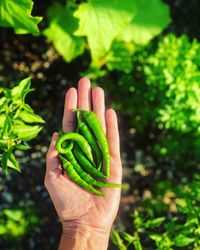 Close-up of person holding leaf